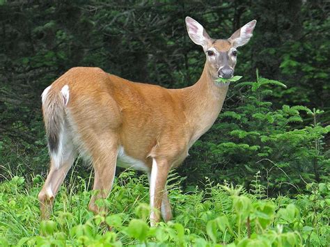 Fatal Virus Found For First Time In White Tailed Deer In Ontario