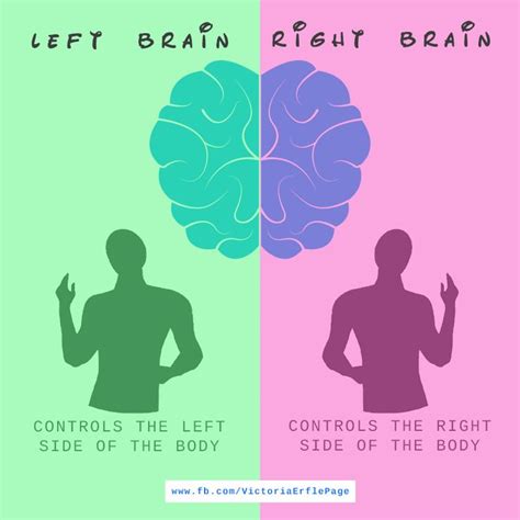 Left Brain Controls The Left Side Of The Body Right Brain Controls