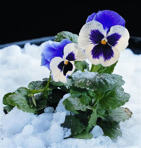 Time For Pansies