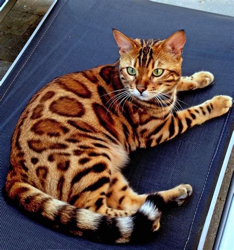 With that popularity comes plenty of costs. Savannah Cat Cost In India
