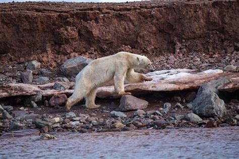 5 Ways To Save Endangered Polar Bears