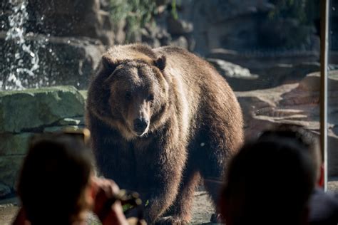 2 Troublesome Grizzly Cubs Find New Home In St Louis Kbia