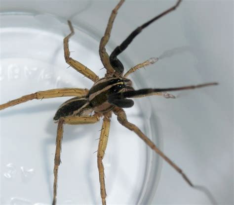 Where Are Wolf Spiders Found In The Us at Steven Prater blog