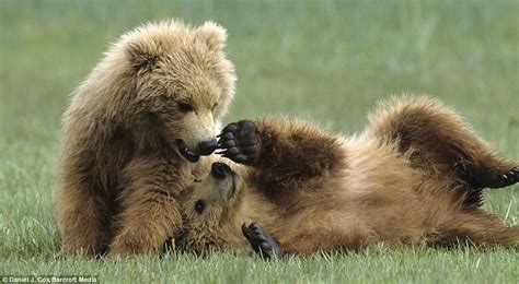 Brown Bear Cubs Copying Wrestling Adults Daily Mail Online