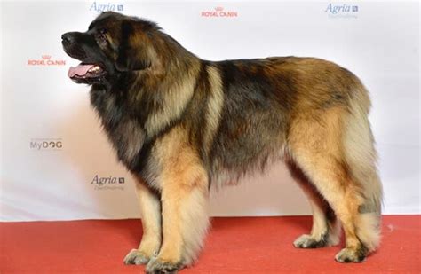 Leonberger Dog Breed History And Some Interesting Facts