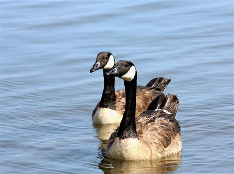 The Canada Goose Facts And Information Owlcation