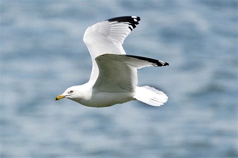 Ring Billed Gull Flying Stock Photo Download Image Now Istock