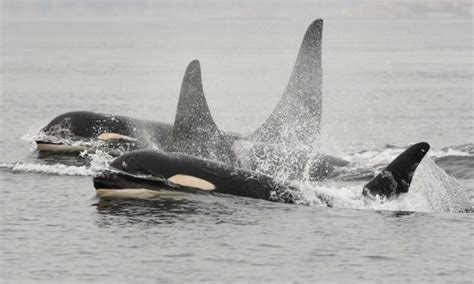 Southern Resident Orcas Need Another Year Of Strong Protection David