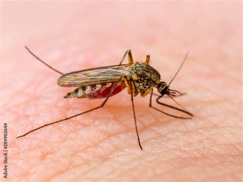 Dangerous Zika Infected Mosquito Skin Bite Leishmaniasis Encephalitis