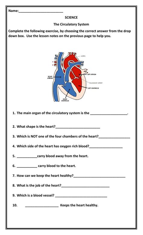 The Circulatory System Interactive Activity Circulatory System