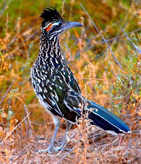 Roadrunner Beautiful And Wild Bird Photography