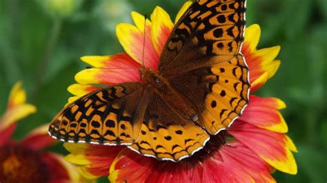 Wallpaper Butterfly Flower Wings Close Up Hd Picture Image