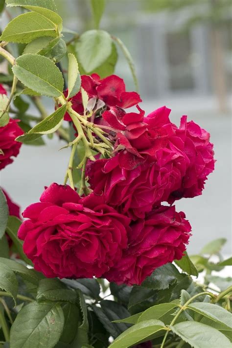 Mit neemöl kann man viele gute sachen machen, darunter eine wirksame bekämpfung der blattläuse im garten. Blattläuse bekämpfen (mit Bildern) | Rosen pflegen ...
