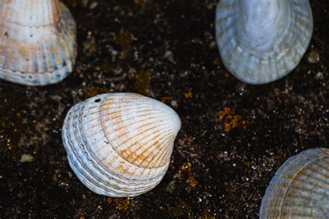 Seashell Pictures Download Free Images On Unsplash