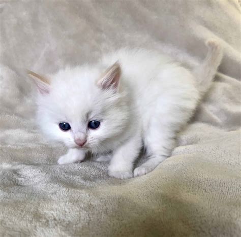 Ragdoll Kittens Available for Sale Now | Petclassifieds.com