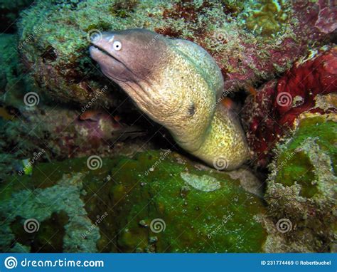 White Eyed Moray Eel Gymnothorax Thyrsoideus In The Filipino Sea