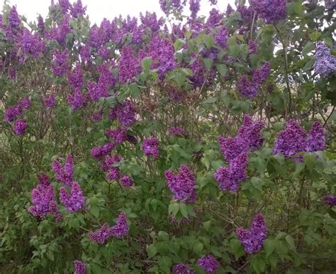 Common Purple Lilac Plants From Gardenland Usa Improve