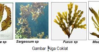 Klasifikasi Protista Mirip Tumbuhan Alga Phaeophyta Alga Coklat