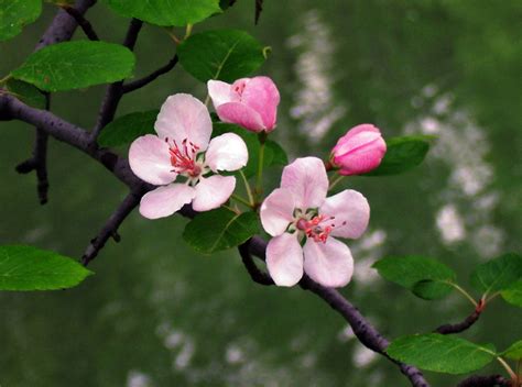 January 16 Live Life Like Apple Blossoms