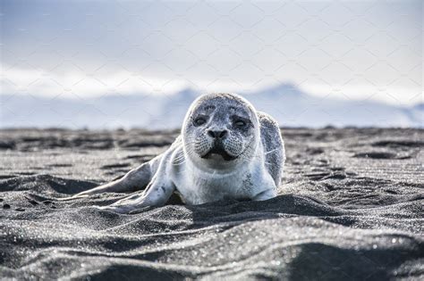 Baby Seal On A Beach In Iceland ~ Animal Photos ~ Creative Market