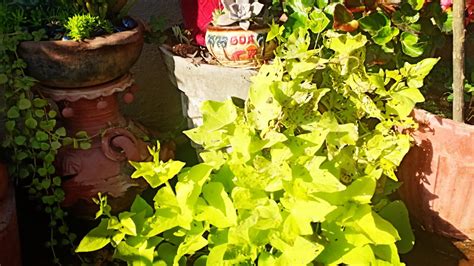 How To Propagate Ornamental Sweet Potato Vine Grow Sweet Potato Vine
