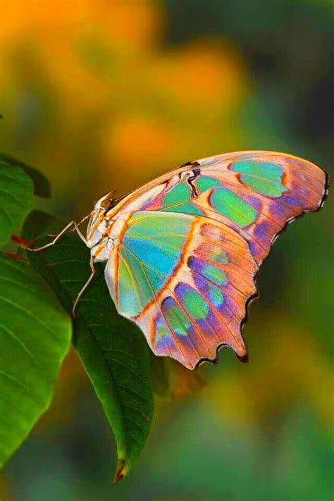 A Colorful Butterfly Sitting On Top Of A Green Leaf