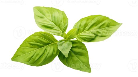 Fresh Organic Green Basil Leaf Set Transparent Png Background Ai