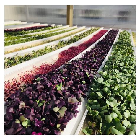 Microgreens Commercial System Hydroponic Microgreens Commercial