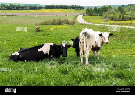 Holstein Friesians Cattle Breed In The Pasture They Are Known As The World S Highest Production