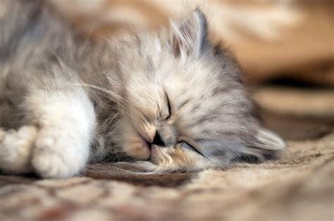 Animals Time The 10 Best Persian Cat Pics