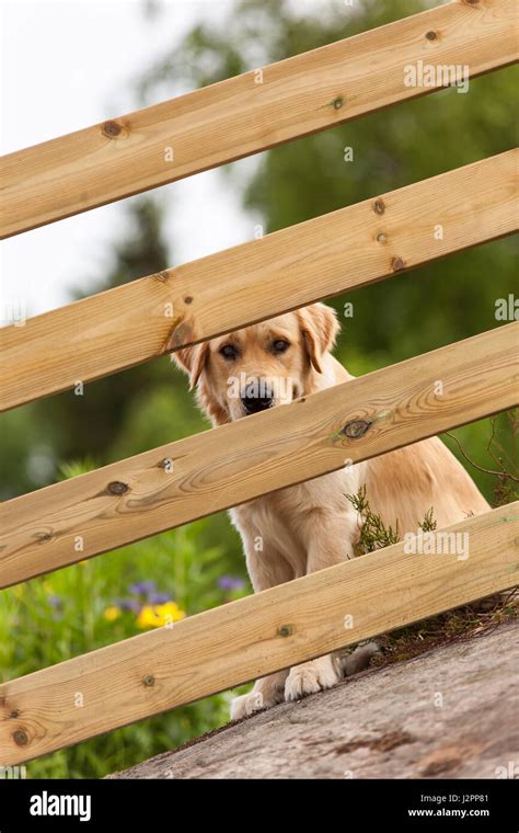 Golden Retriever Looking Through Wooden Fence Bars Outdoors Model