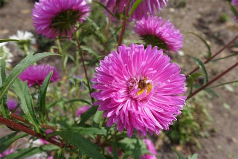 Bee Pollinating Pink Flower Of China Aster Stock Photo Image Of