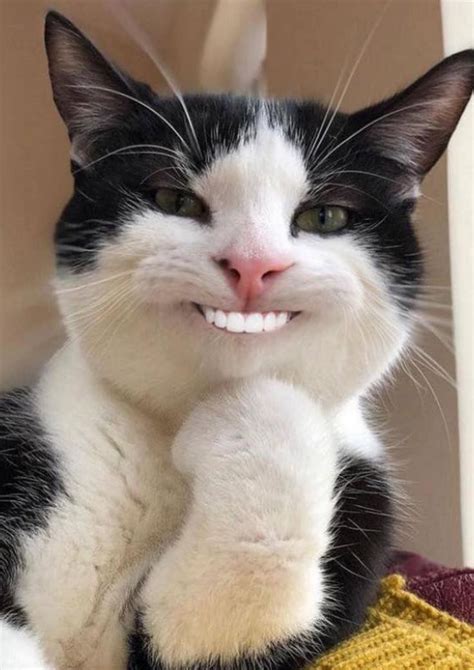 Cat With Human Smile
