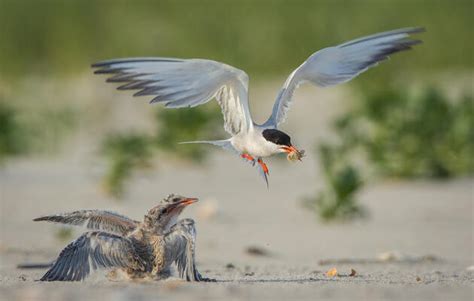 Creating Nesting Islands For Iconic Waterbird Species Audubon