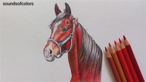How To Draw A Realistic Horse Horse Drawing Easy Colored Pencil