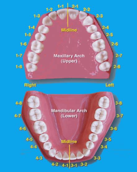 Tooth Numbering System Fdi Iso Palmer Ada Dental Numbering Systems