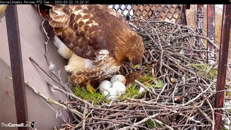 A First Cornells Red Tailed Hawk Lays Fourth Egg Cornell Chronicle