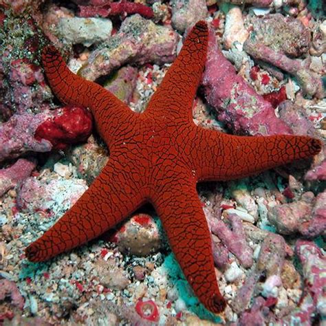Red Sea Star Fromia Milleporella Reefstock Online