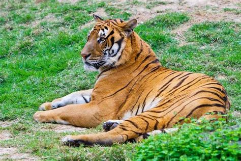 The South China Tiger Population 47 Cr Also Known As Amoy Tiger