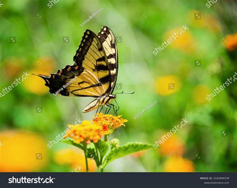 Eastern Tiger Swallowtail Butterfly Papilio Glaucus Stock Photo