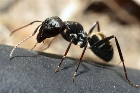 Information On Ants In Houses The Three Most Common Types Of Ants