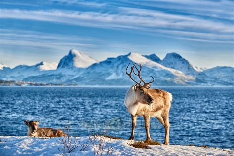 Travel4pictures Reindeer Norway 2 2016 Reindeer At Sea