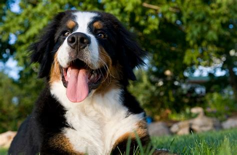 Bernese Mountain Dog Breed And Insurance Guide Healthy Paws Pet Insurance