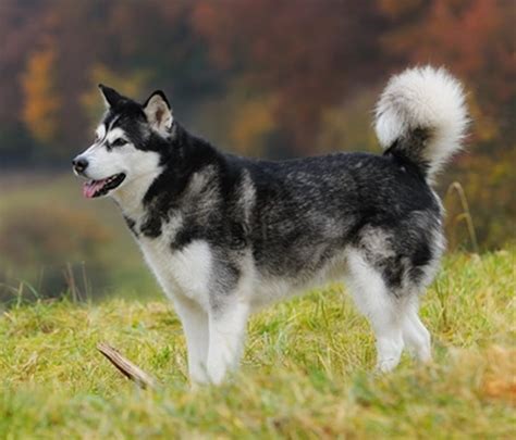 Beginner & advanced · tricks worth showing off · modern and ethical Meet The Breed - The Alaskan Malamute - My Best Friend Dog ...