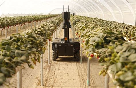 Can Strawberry Picking Robots Save Californias Growers Los Angeles