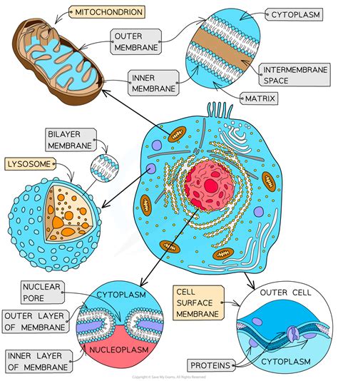 Ib Dp Biology Hl Skills Membrane Structure Transport