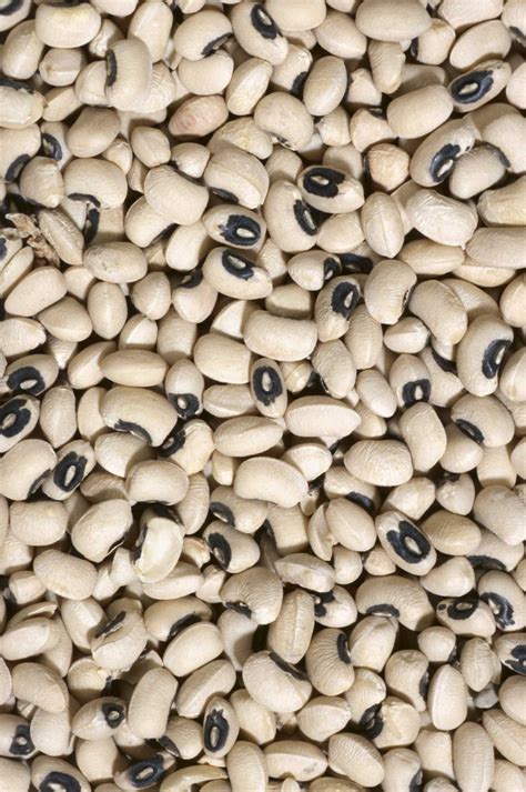 How To Grow Black Eyed Pea Plants In A Garden