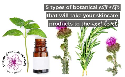 5 Types Of Botanical Extracts That Will Take Your Skincare Products To
