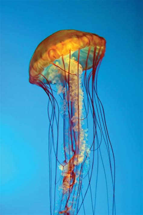 What Are The Main Parts Of A Jellyfish