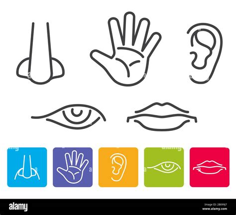 Five Human Senses Smell Sight Hearing Taste Touch Vector Icons
